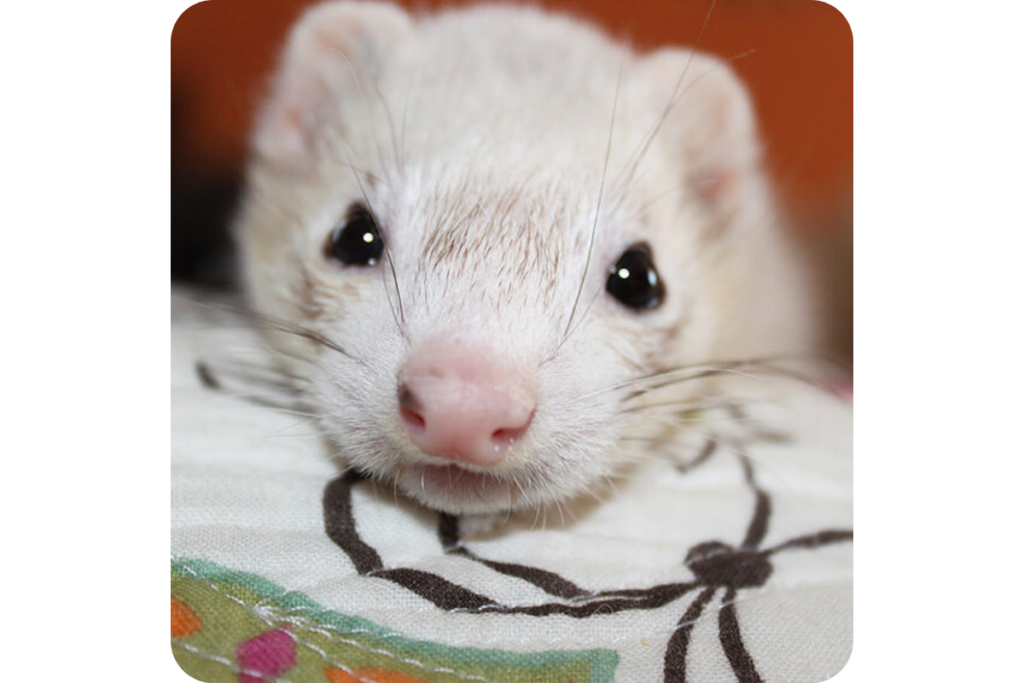 A white ferret with a pink nose and black eyes gazes directly into the camera.