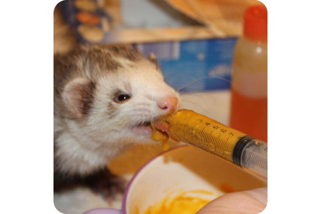 A ferret eating a food mixture from a syringe.