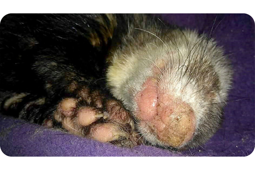 A ferret living with distemper. You can see the yellow substance caked up on its nose.