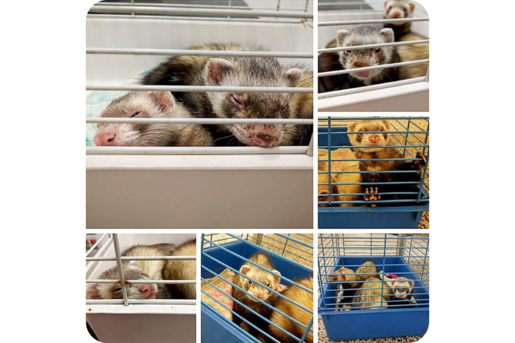 A collage of ferrets in their cages.
