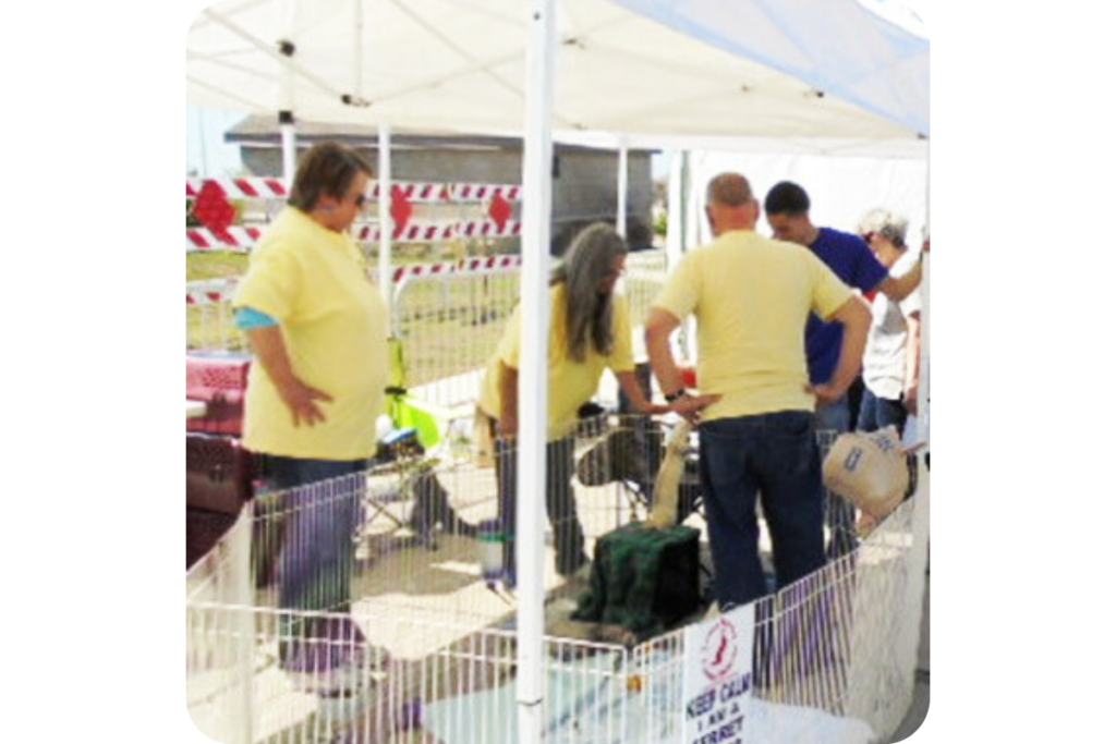 A team of people in uniform yellow shirts handle shelter ferrets.