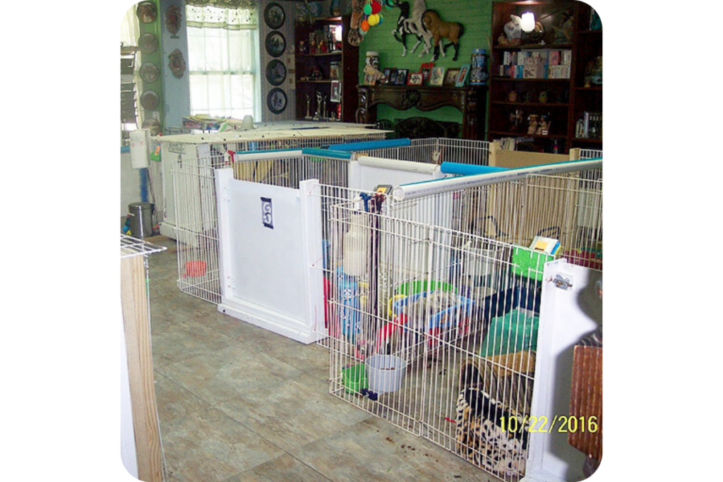 A collection of cages and pens where ferrets play in the shelter.