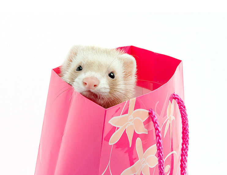 Don’t Buy These Useless Ferret Products
