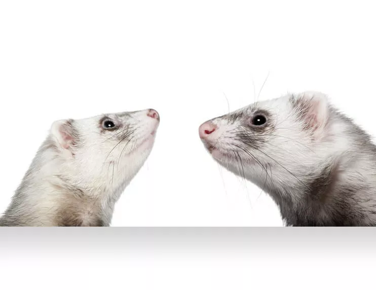 Ferret Dictionary - Speaking the mysterious language of ferret owners