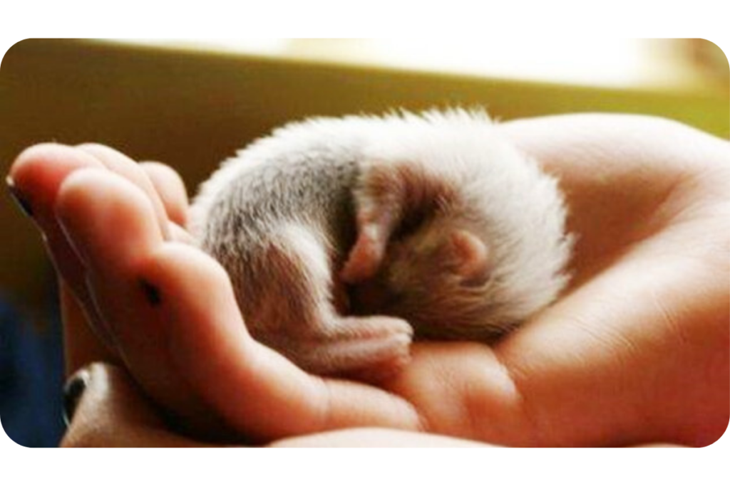 A baby white ferret is curled up in the palm of someone's hand. 