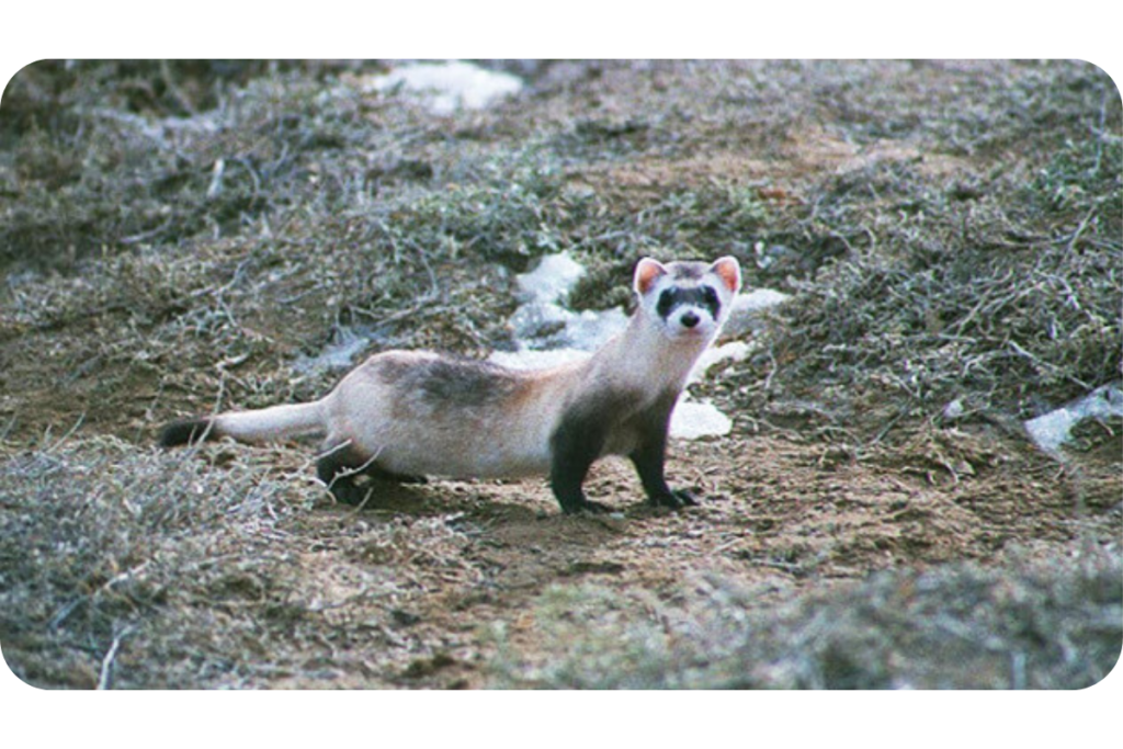 A black-footed ferret stands in the grass, staring toward the camera.