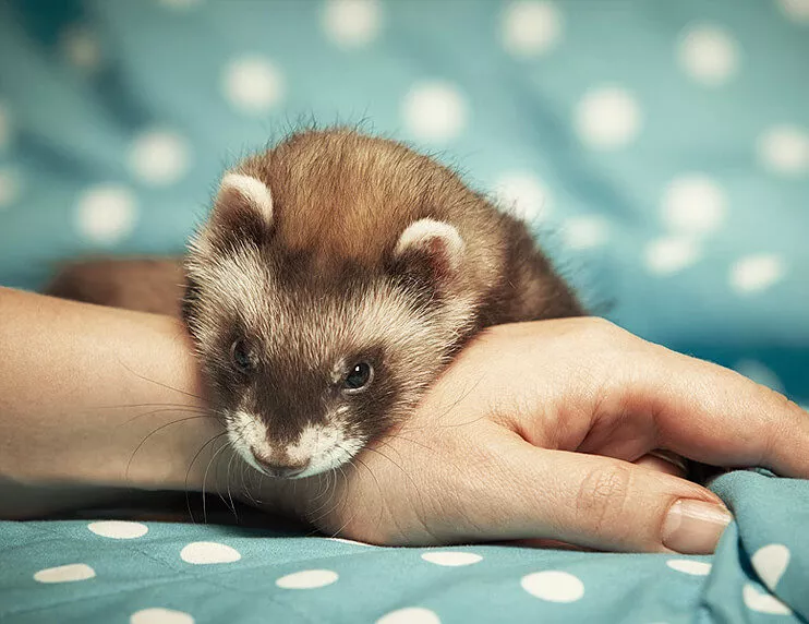 Ferrets as Emotional Support Animals