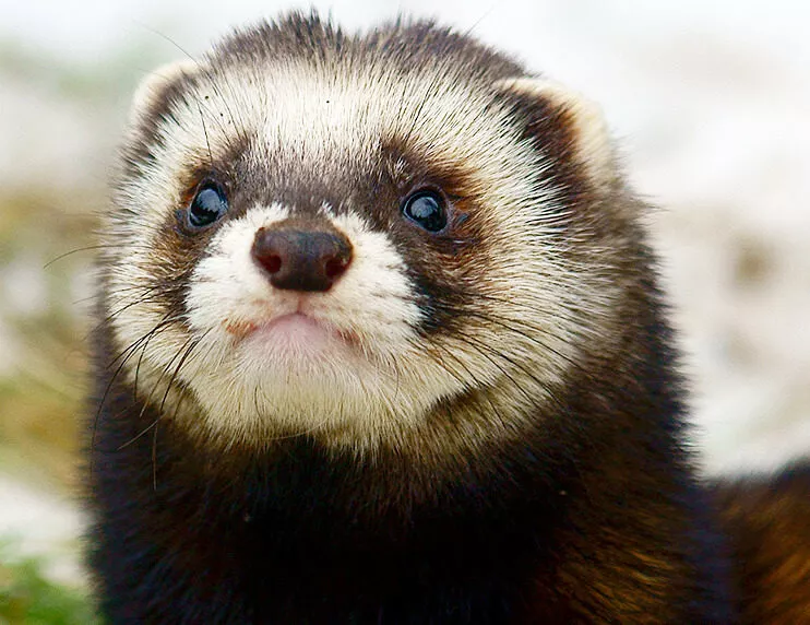 From Hunter to Companion: The Domestication of the Ferret