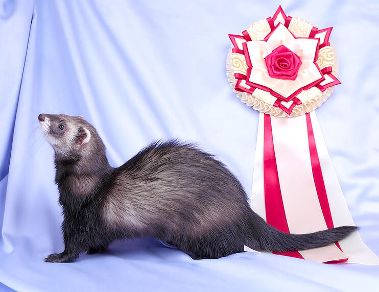 Genetic Variation in Ferrets: Inbreeding and the Ferret Gene Pool