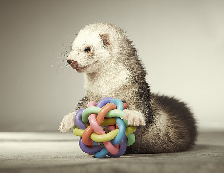 Intelligent Ferrets and Their Need for Stimulation