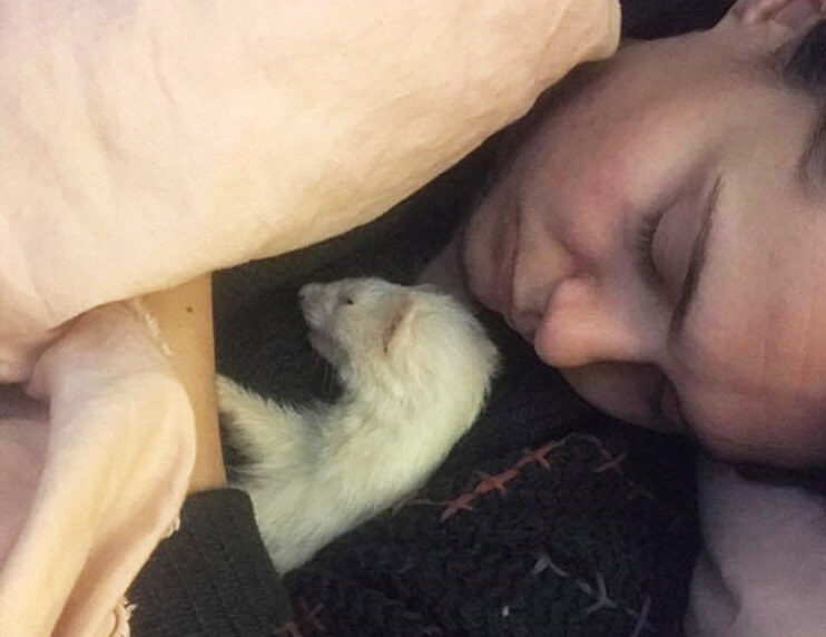 Preparing For Your Ferret Dying Ferret World