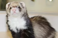 Sable masked ferret with a bib, photo by Scott Oves