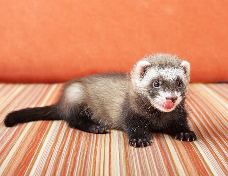 Should you get a baby ferret or an adult?