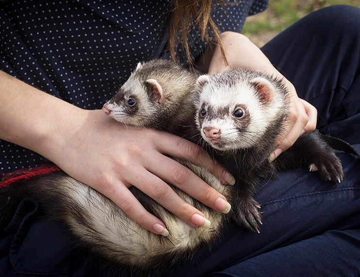 Talking with Animals: The Experiences of a Telepathic Animal Communicator
