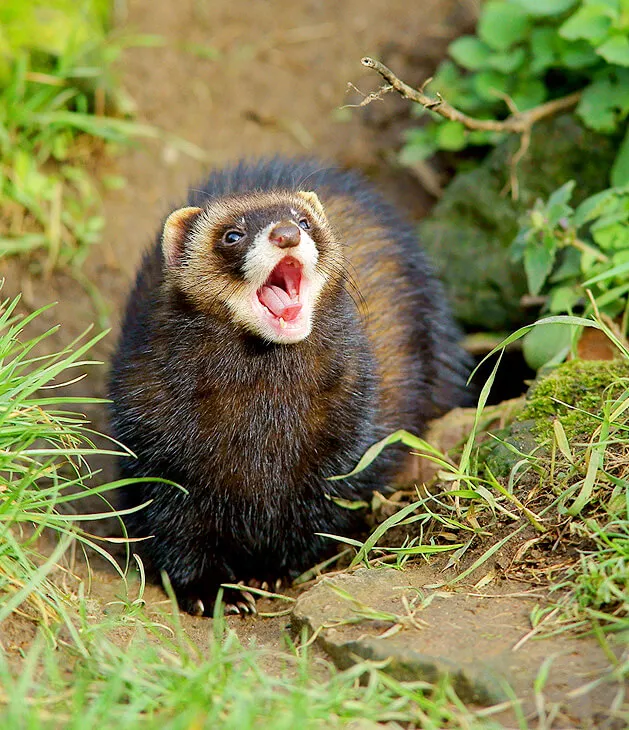 Velvet the polecat lets loose a big yawn at the British Wildlife Centre