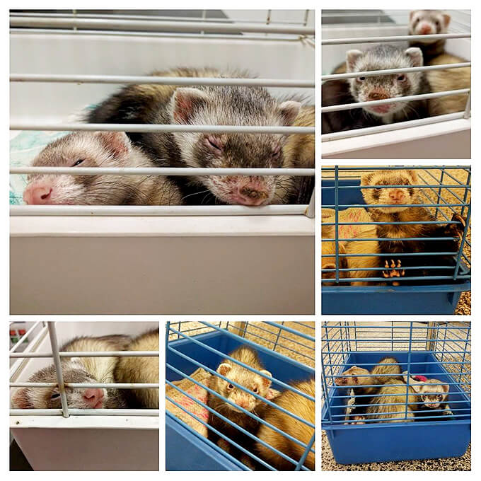 Managing a Canine Distemper Outbreak Ferret World