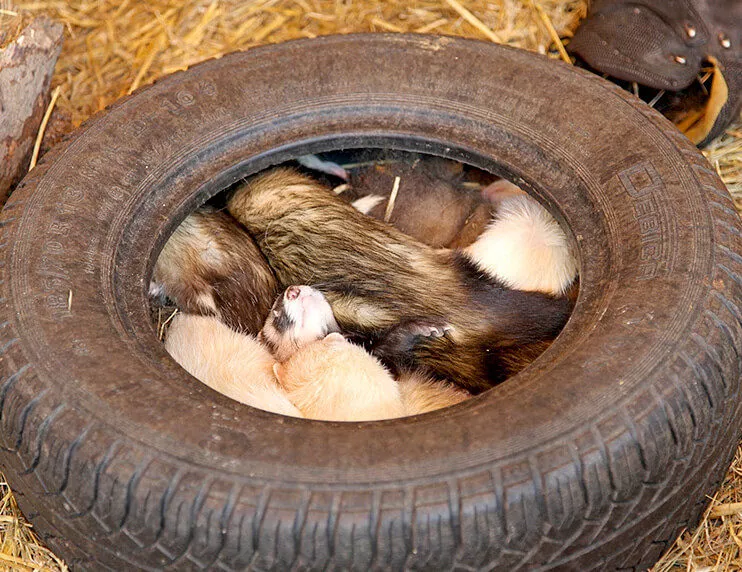 Ferret shelter shop