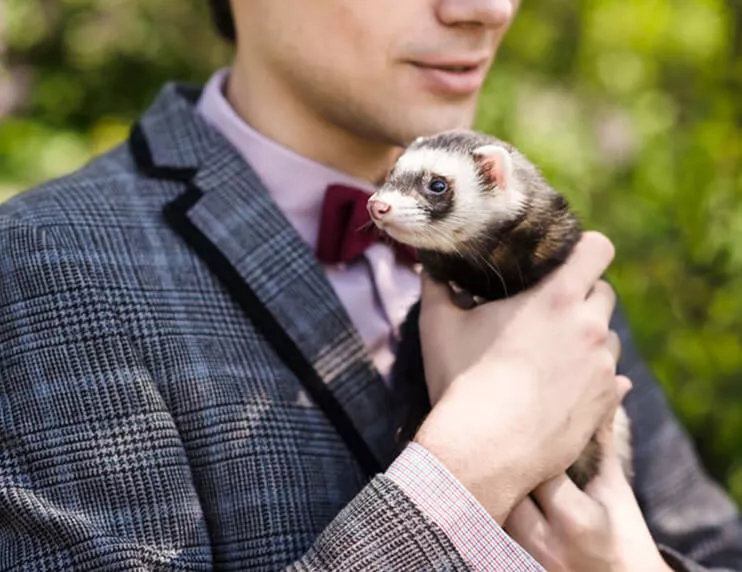 Ferret care for best sale beginners