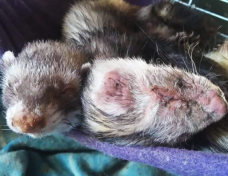 Managing a Canine Distemper Outbreak Ferret World
