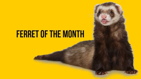 Ferret Of The Month