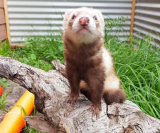 Meet The Ferret Of The Month For October...Alaska!