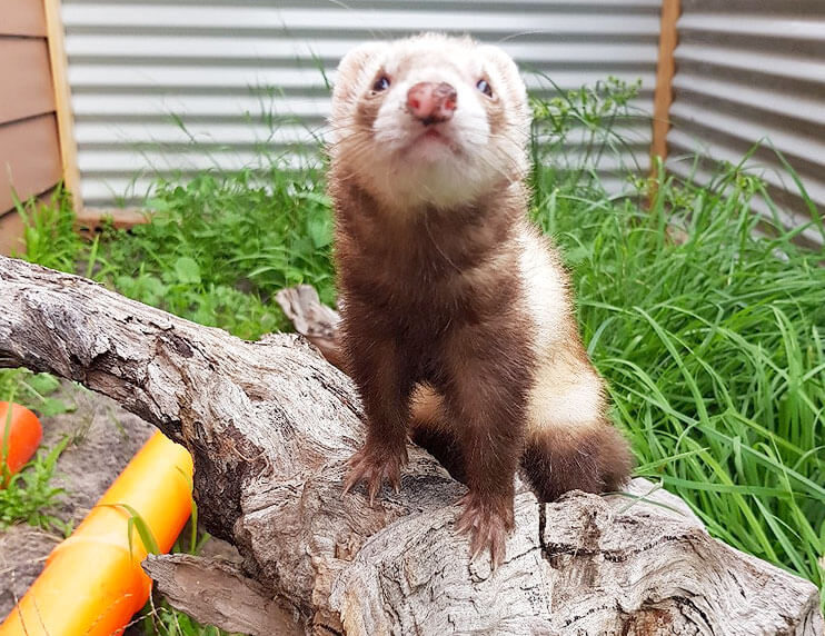 Meet The Ferret Of The Month For October...Alaska!