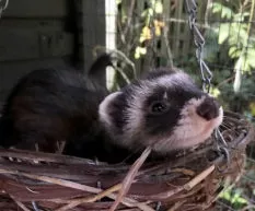 November’s ferret of the month is… GNASHER