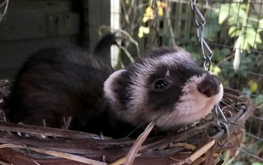 November’s ferret of the month is… GNASHER