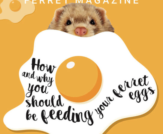 Should Ferrets Eat Eggs?