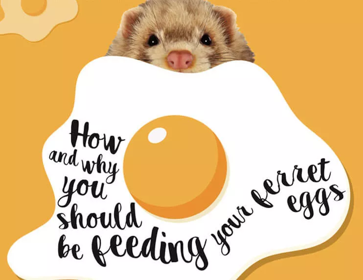 Should Ferrets Eat Eggs?