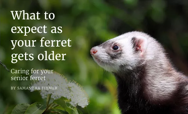 What to expect as your ferret gets older. Caring for your senior ferret.