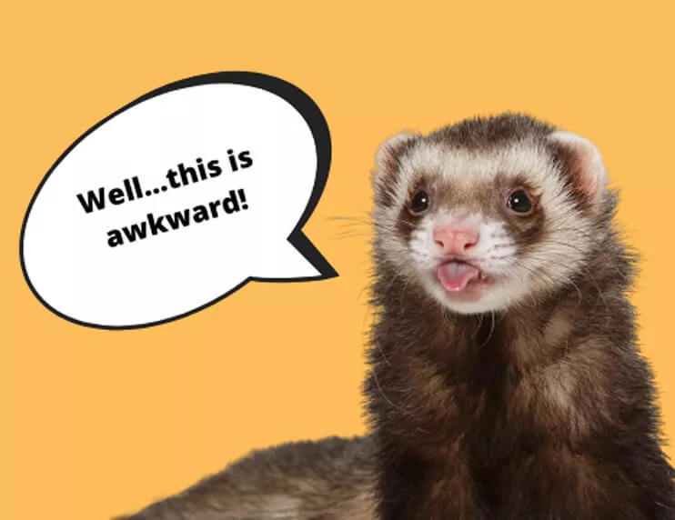 People Are Mistaking Ferret Penises For Belly Buttons And Kissing Them...