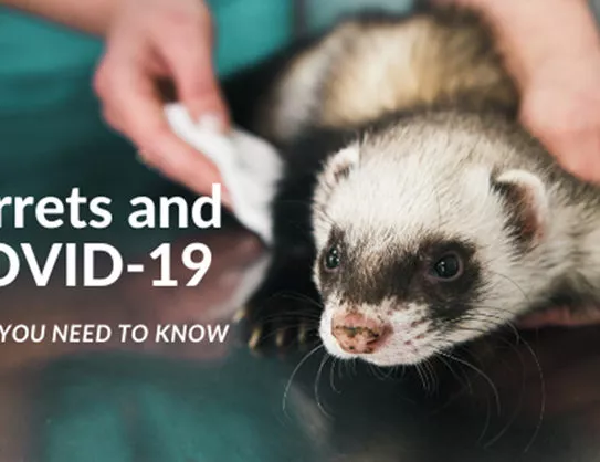 Ferrets and COVID-19 What You Need to Know