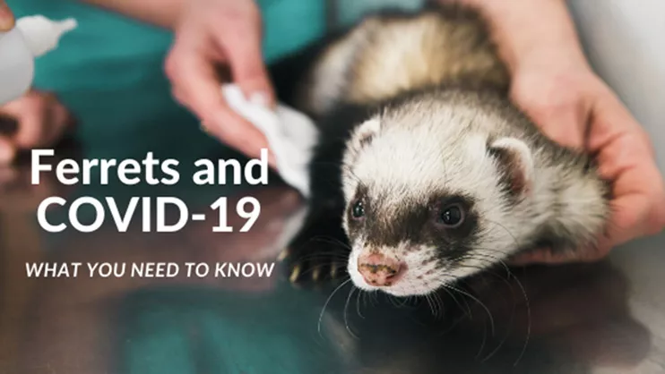 Ferrets and COVID-19 What You Need to Know