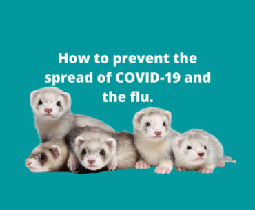 Protecting your ferret: How to prevent COVID-19 or flu transmission to your mustelid friend