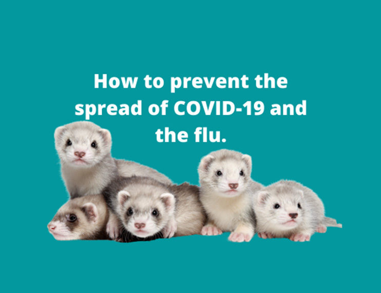 Protecting your ferret: How to prevent COVID-19 or flu transmission to your mustelid friend