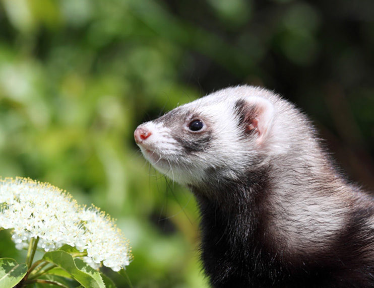 What to expect as your ferret gets older Caring for your senior ferret