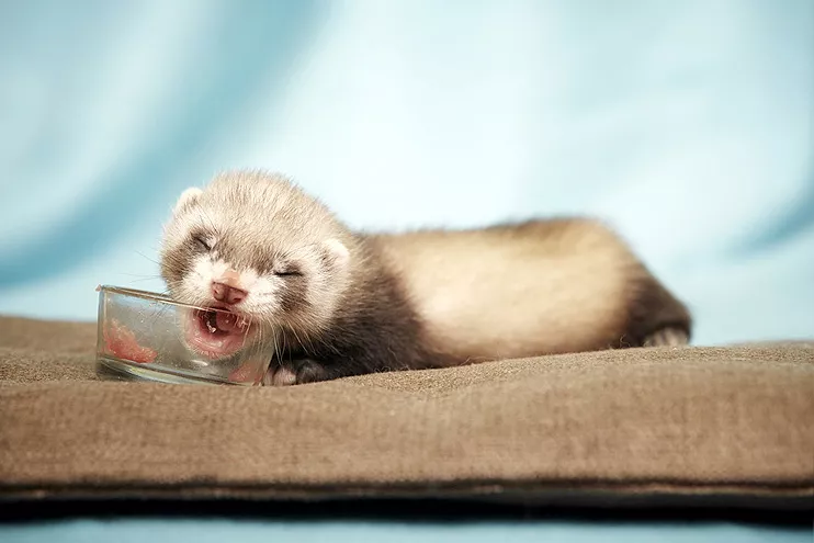 You can feed your ferret whole eggs or just the yolks