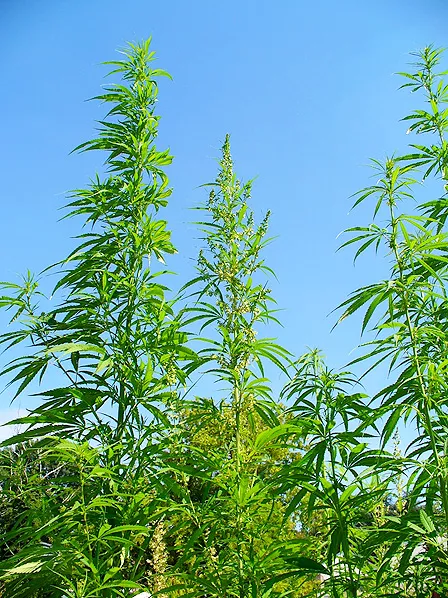 A collection of Cannabis sativa plants growing outside.