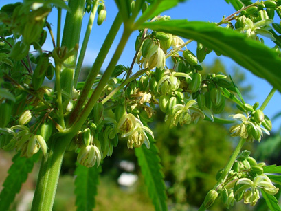Male flowers of the Cannabis sativa plant