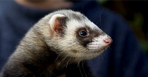 Ferret shop itch relief