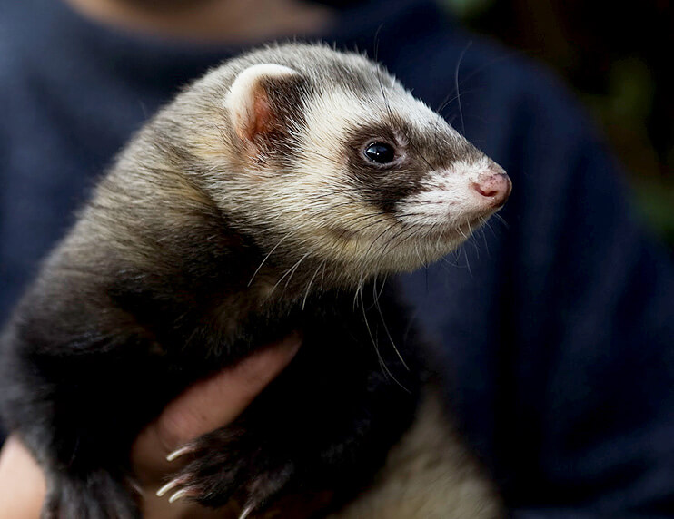 November’s ferret of the month is… GNASHER Ferret World