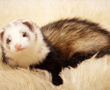 What’s wrong with ferret health?