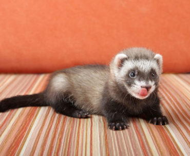 How to Change Your Ferret’s Diet: Tips, Tricks, and Lots of Patience