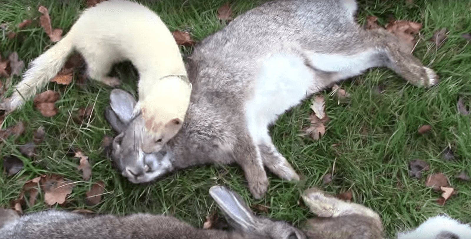 Ferrets have been used for ferret hunting throughout history