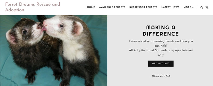 Ferret Dreams Rescue and Adoption