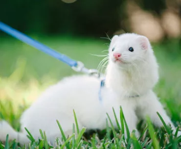 Ferret health care coverage in the United States: What are your options?