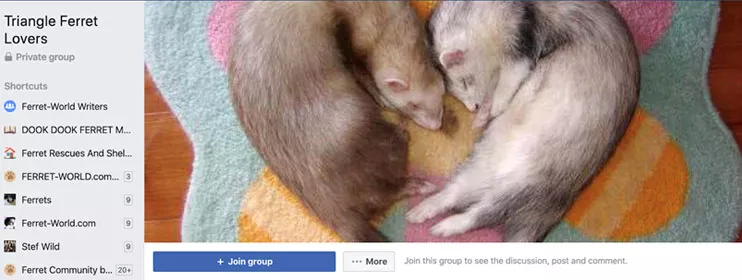 Triangle Ferret Lovers