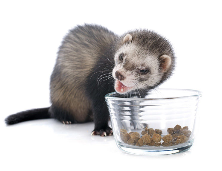 Ferret kibble: breaking down what’s in the bag. Is it nutritionally sound?