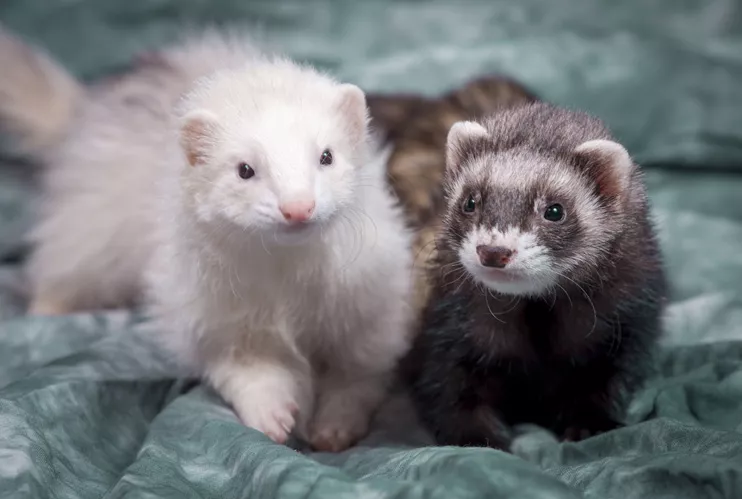 Natural gold ferret clearance food
